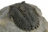 Hollardops Trilobite Fossil - Ofaten, Morocco #312771-3